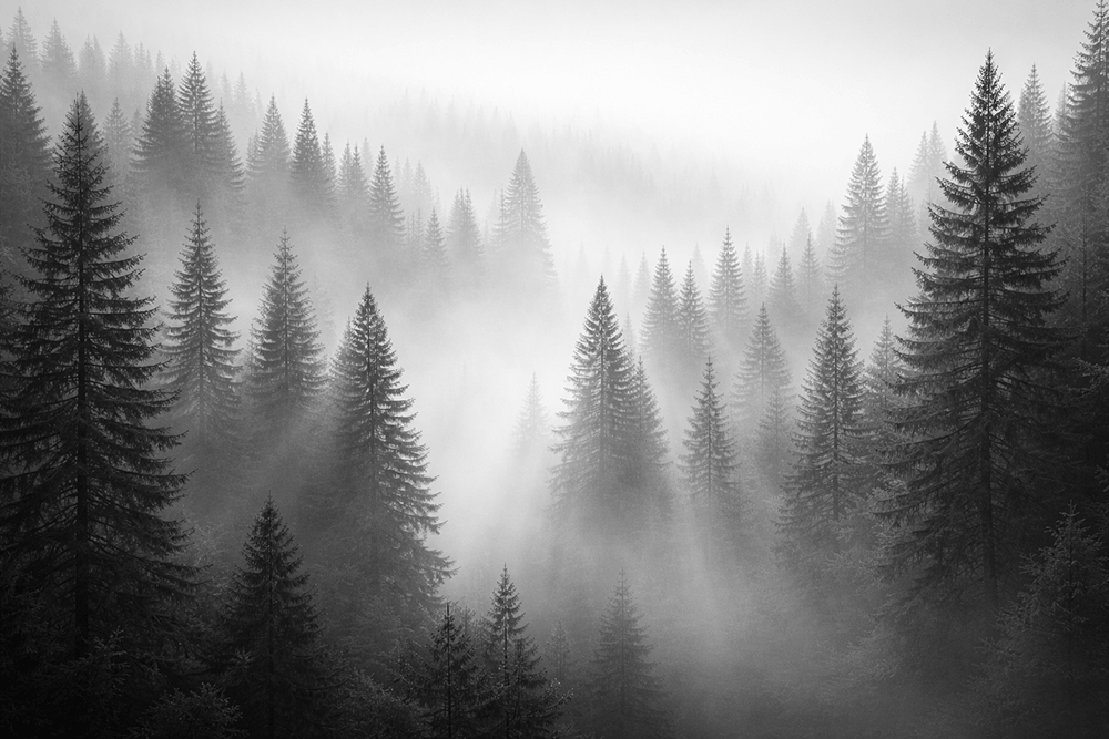 Hero Forest